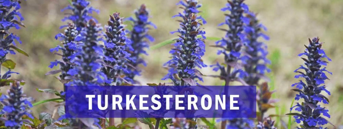 Turkesterone Benefits: Muscle Growth, Strength, and Recovery Explained